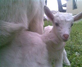 Drysdale Cheeses - Stayed 3