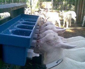 Drysdale Cheeses - Stayed 9