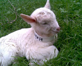 Drysdale Cheeses - Stayed 12