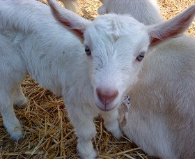 Drysdale Cheeses - Stayed 14