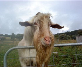 Drysdale Cheeses - Stayed 16