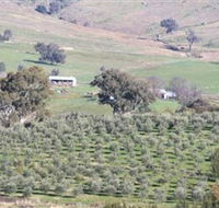 Wymah Organic Olives and Lambs - Stayed