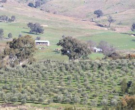 Wymah Organic Olives And Lambs - Stayed 0