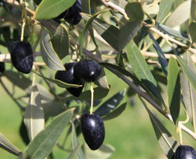 Wymah Organic Olives And Lambs - Stayed 2