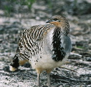 Yongergnow Australian Malleefowl Centre - Stayed