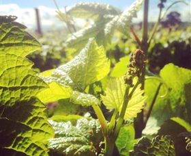 Punt Road Winery - Stayed 0