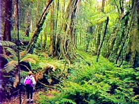 Bunya Mountains National Park - Stayed 1