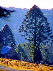 Bunya Mountains National Park - Stayed 0