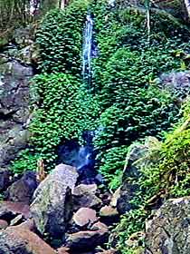 Bunya Mountains National Park - Stayed 2