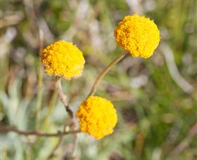 Billy Button Wines - Stayed 2