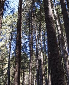 Sugarpine Walk - Stayed 1