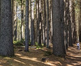 Sugarpine Walk - Stayed 0