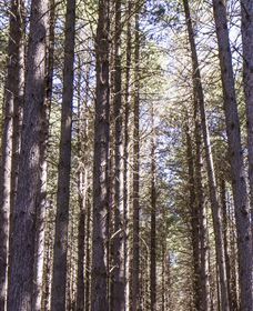 Sugarpine Walk - Stayed 3