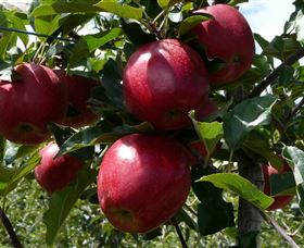 Wilgro Orchards - Stayed 3