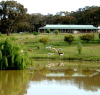 Clearview Alpacas - Stayed