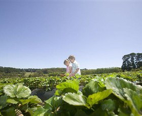 Sunny Ridge Strawberry Farm - Stayed 0
