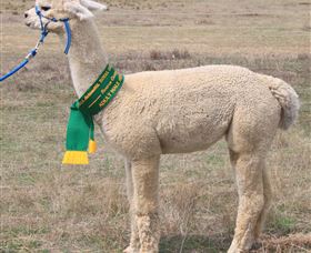 Marchmont Park Alpacas - Stayed 1