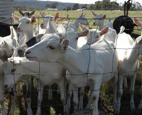 Jannei Artisan Cheese Makers - Stays Accommodation 5