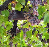  Murrumbateman Winery Company Pty Ltd  - Stayed