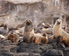 Phillip Island Nature Parks - Stayed 1