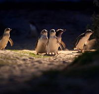 Phillip Island Nature Parks - Stayed