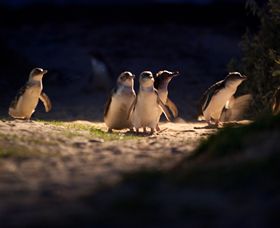 Phillip Island Nature Parks - Stayed 0