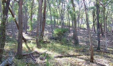 Burning Mountain Nature Reserve - Stays Accommodation 3