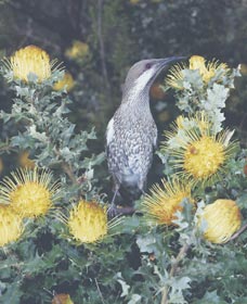 Dryandra Woodland - Stayed 1