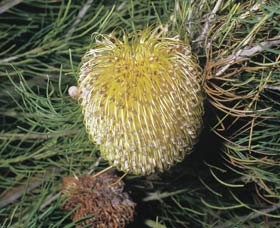 Dryandra Woodland - Stayed 3