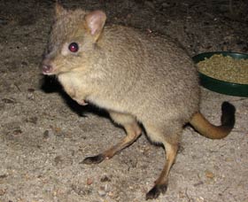 Barna Mia Native Animal Sanctuary - Stayed 1