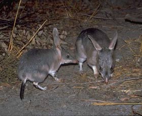 Barna Mia Native Animal Sanctuary - Stayed 2