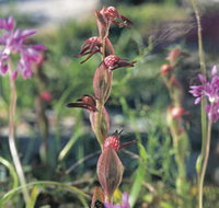 Carnamah-Eneabba Wildflower Drive - Stayed