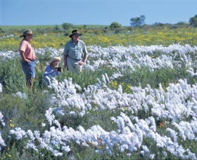 Carnamah-Eneabba Wildflower Drive - Stayed 2