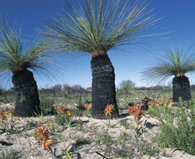 Carnamah-Eneabba Wildflower Drive - Stayed 3