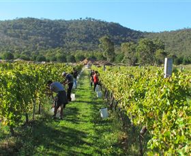 Savina Lane Premum Wines - Stayed 1