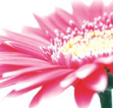 Burwood Plaza - Stayed