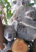 Cohunu Koala Park - Stayed 1