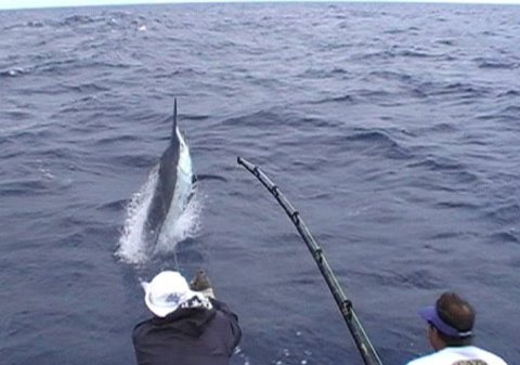 Amokura Charters - Stayed 0