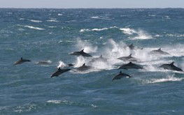 Tamboi Queen Cruises - Stayed 0