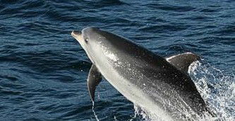 Tamboi Queen Cruises - Stayed 2