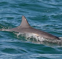 Byron Bay Dolphin Wildlife Tours - Stayed