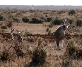 Silver City Tours - Stays Accommodation 1