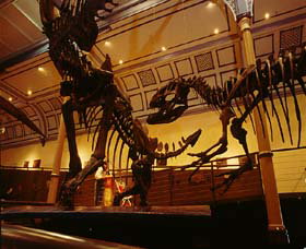 Australian Museum - Stayed 1