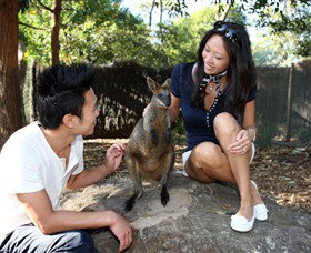 VIP Aussie Gold - Stayed 0