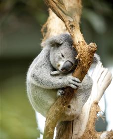 VIP Aussie Gold - Stayed 1