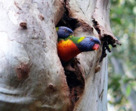 West Pennant Hills NSW Stayed