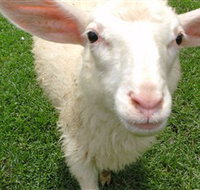 Golden Ridge Animal Farm - Stayed