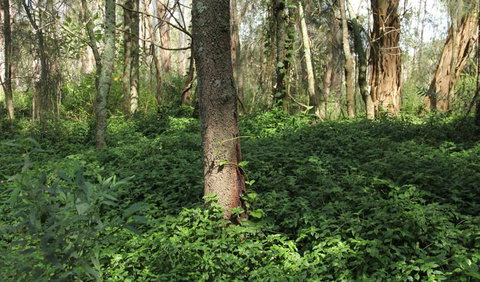 Second Ponds Creek Walk - Stayed 1