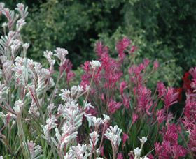 Mt Penang Gardens - Stayed 1