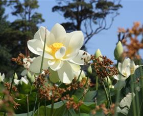 Mt Penang Gardens - Stayed 2